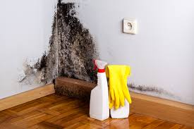 Mold Inspection